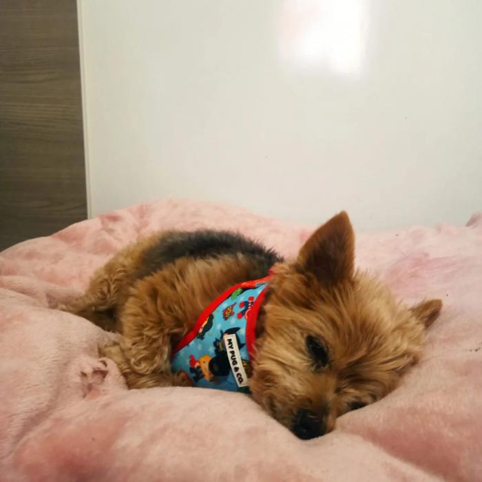 Romeo