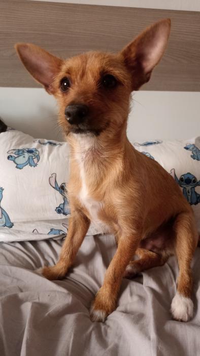 Archie